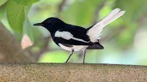 Download Suara Burung Kacer Juara Untuk Masteran Gambar Burung Burung Gambar