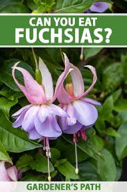10 plants & flowers to beautify your garden this spring. Are Fuchsia Berries Leaves And Flowers Edible Gardener S Path
