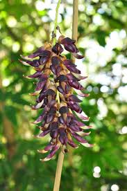Image result for Mucuna pruriens