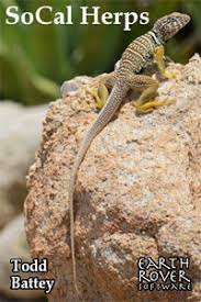 Image result for Helichrysopsis