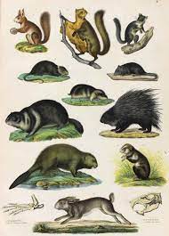 schinz h r abbildungen aus der naturgeschichte zurich schulthess 1837 haustierkunst tierillustrationen art and illustration