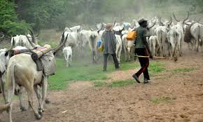 Taiwo adeagbo, a resident, the herders attacked the two persons in their village. Herdsmen Launch Fresh Attack In Igangan Community Cut Retired Principal S Hands