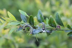 Image result for caterpillar box tree moth inside buxus plant