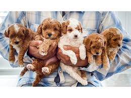 The malti poo is an intelligent, loving dog. Beautiful Maltipoos In Barry Illinois Puppies For Sale Near Me