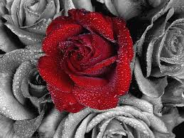 Maybe you would like to learn more about one of these? Florists Jpg Black Red Roses Florist Hd Wallpaper Peakpx