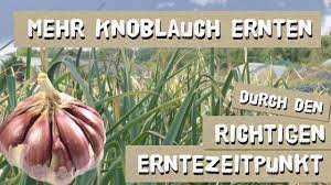 Die herausforderung zu wissen, wann knoblauch geerntet werden muss, besteht darin, dass sie ihn nicht stehen lassen können, bis die spitzen braun werden, wie sie es mit zwiebeln können. Wann Erntet Man Knoblauch Kulturtipps Und Sorten Youtube