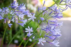 Image result for Agapanthus campanulatus