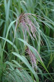 Image result for Miscanthus sinensis