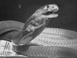 As they face a variety of threats stemming from human activities, these snakes are vulnerable to extinction. The Spitting Behavior Of Two Species Of Spitting Cobras Springerlink