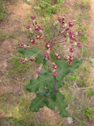 Plants North Carolina Native Plant Society Milkweed Plant Asclepias Plant Images