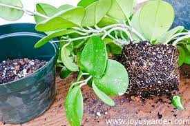 Provide a well draining soil. Hoya Houseplant Repotting When How The Mix To Use