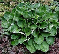 Check spelling or type a new query. Hosta Photo Library