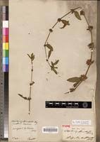 Image result for Dyschoriste albiflora