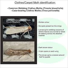 Clothes moth traps & clothes moth control. Mothout 10 Pheromone Clothes Moth Traps Carpet Moth Killer Lavender Moth Repellent For Wardrobe Protection 10 Lighting Plates Eco Friendly Sticky Cloth Moths Trap Home Anti Moth Treatment Amazon Co Uk Garden