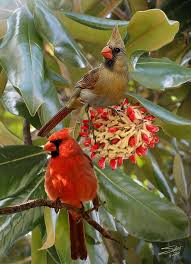 Birds With Redheads In Ohio Cardinals In Magnolia Tree By M Spadecaller Beautiful Birds Cardinal Birds Bird Pictures