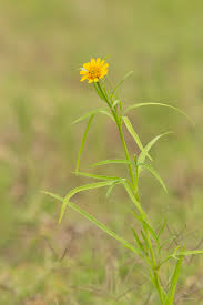 Image result for Pascalia glauca