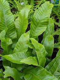 Image result for Asplenium laurentii