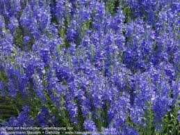 Veronica teucrium 'Shirley Blue'