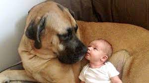 These female mastiff names hearken back to the mastiff's long and fascinating history. English Mastiff And Baby Compilation Youtube
