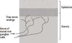 How The Skin Senses Temperature And Pain Dummies