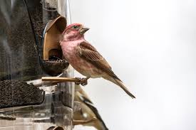 attracting birds to mississippi gardens