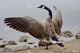 Bird With Wings Spread Out Pin On Art Ref