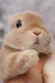 Imagens E Noticias Da Internet Fotos Interessantes E Engracadas Vol 1533 Cute Bunny Pictures Cute Baby Bunnies Cute Baby Animals Mais de 198 frases engraçadas no mundo das mensagens. pinterest