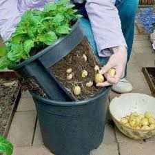 But don't take my word for it…here are some articles explaining why potatoes are one of the best survival foods to grow or know how to grow. How To Grow Potatoes In Buckets Without Digging The Garden