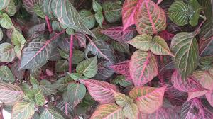 Image result for Iresine herbstii