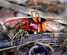 Many species of venomous spiders are black and red spiders. Woodlouse Spider Wikipedia