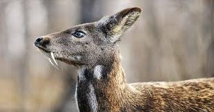 It has large ears, a very short tail, no antlers, and, unlike all other deer, a gall bladder. India Has Loneliest Musk Deer In The World