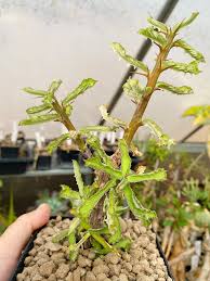 Image result for Commiphora pteleifolia