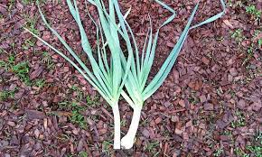 Growing leek from seed to harvest is fairly straightforward and will satisfy you in many ways. Leeks Everything You Need To Know To Grow And Harvest Them Epic Gardening