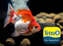 Ryukin Goldfish Carassius Auratus Ryukin Goldfish Aquarium Set Goldfish
