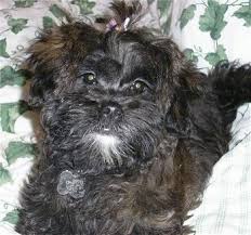 Maybe you would like to learn more about one of these? Shih Poo Dog Breed Information And Pictures