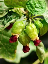 Image result for Tinnea aethiopica