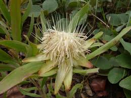 Image result for Protea micans