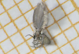 Image result for Psychotria cinerea