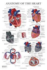 Water pump heart teacher medicine human heart anatomy structure of the heart heart human anatomy diagram of the heart human heart graphics heart anatomy 3d human heart image 3d geometric heart. Heart Anatomy Poster Laminated Anatomical Chart Of The Human Heart 18 X 27 Amazon Co Uk Stationery Office Supplies