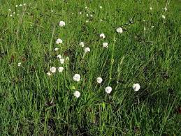 Image result for Ascolepis capensis