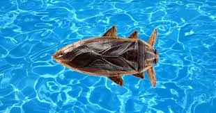 Bugs That Swim Underwater | Pets On Mom.Com