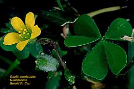 Image result for Oxalidaceae