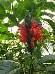 Image result for Pachystachys