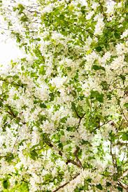 Fresh sprouts + about a teaspoon of mustardpowder + chewing on some daikon is allready a dirty none sustainable long term ritual for me atm. Sprout Flowers Plant Green Grow Sprouts Fresh Young Spring Plants Pxfuel