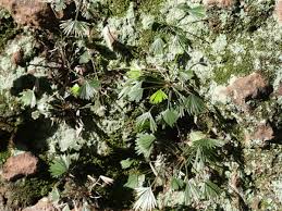 Image result for Actiniopteris semiflabellata