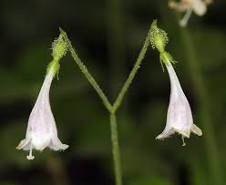 Image result for Linnaea borealis