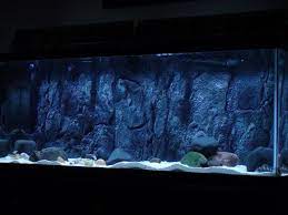 3d Fish Tank Background Aquarium Backgrounds African Cichlid Aquarium Aquarium