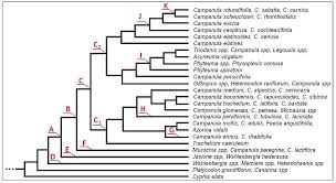 Image result for Cyphia gamopetala