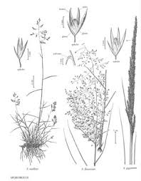 Image result for Sporobolus festivus