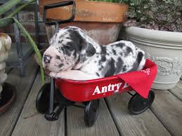 If you find one, click here: Available Puppies Antry Danes